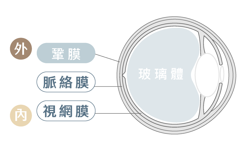 視網膜周邊構造