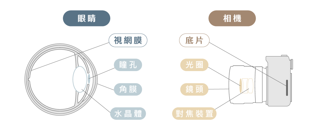 視網膜與底片